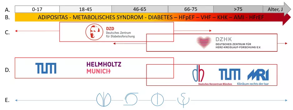 A./B. Entwicklung von Adipositas zu metabolisch-kardiovaskulären Erkrankungen wie Herzinsuffizienz (Heart Failure with <br />
preserved or reduced ejection fraction, HFpEF, HFrEF), Vorhofflimmern (VHF) und akutem Myokardinfarkt (AMI) über die Altersspanne.<br />
C. Spektrum Deutscher Gesundheitszentren DZD und DZHK<br />
D. Kooperierende und ergänzende Forschung zwischen TUM, HMGU, DHM und MRI <br />
E. Kooperierende Präventionsforschung von Ernährungswissenschaften, Sportwissenschaft, Informatik/Technologie und Medizin